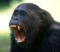 Chimpanzee screaming